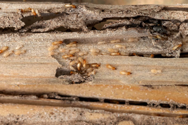 Reliable East Brewton, AL Pest Control Solutions