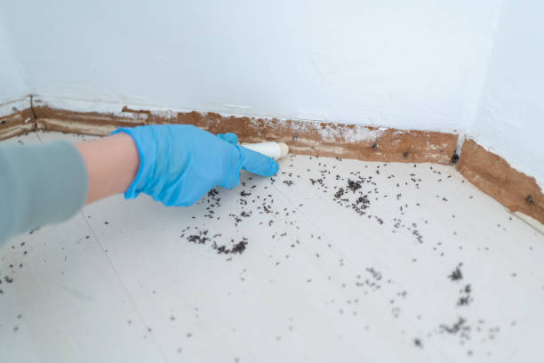 Best Ant Control Services  in East Brewton, AL
